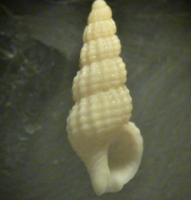 Chauvetia 2